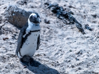 Simon's Town, Boulders Beach